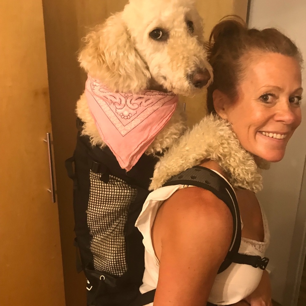 Dog backpack-carrier. XL.